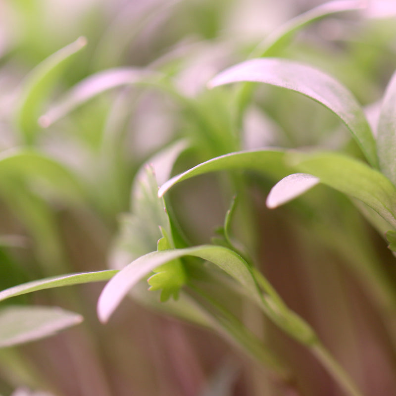 Cilantro Microgreens- Organic