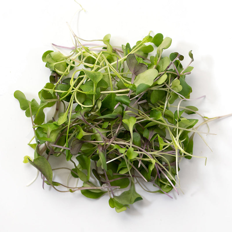 Salad Mix Microgreen Blend- Organic